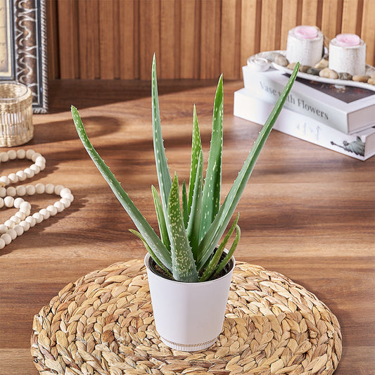 For a timeless gift, the Aloe Plant is a classic succulent gift for any occasion, Vermont delivery