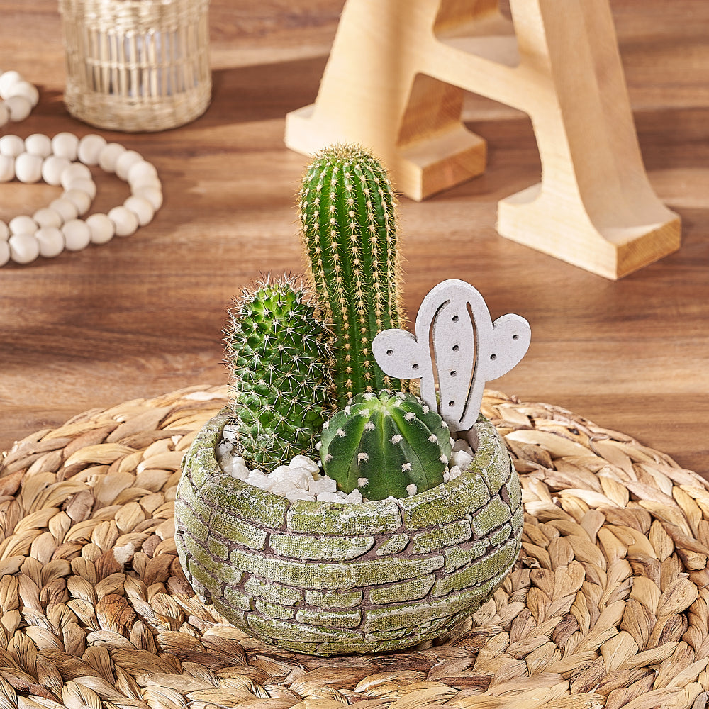 Assorted Three Cactus Plants – how the gift is presented