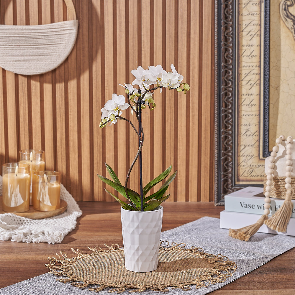 Delicate Mini White Orchid Plant Featuring Phalaenopsis in Ceramic Pot – how the gift is presented