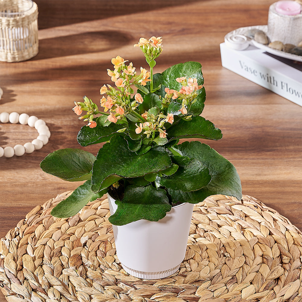 Vibrant Kalanchoe Living Plant – how the gift is presented