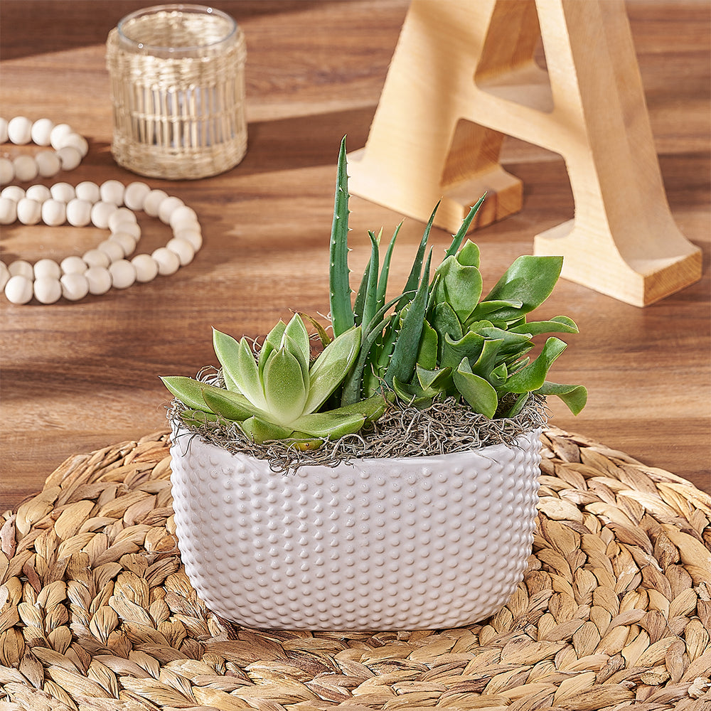 Narrow Succulent Plant Garden – how the gift is presented