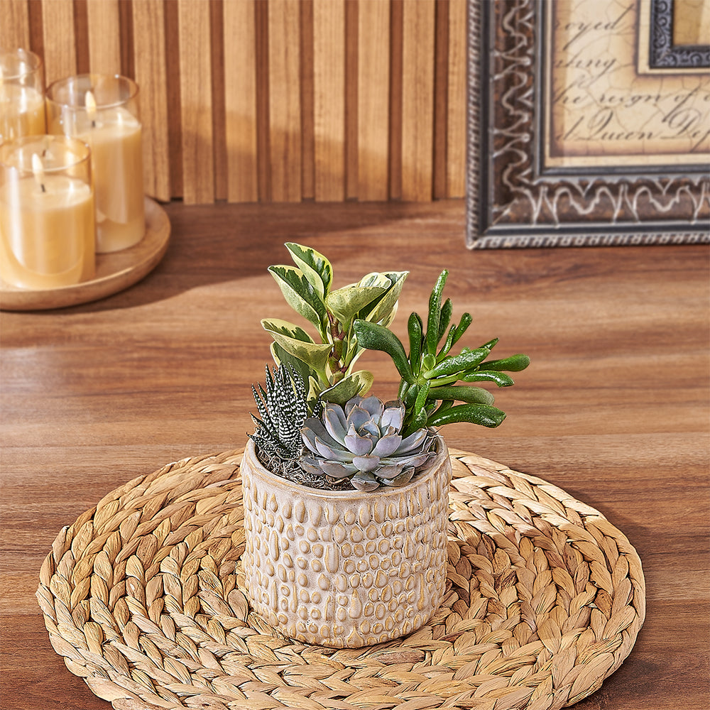 Succulent Arrangement in Textured Pot – how the gift is presented