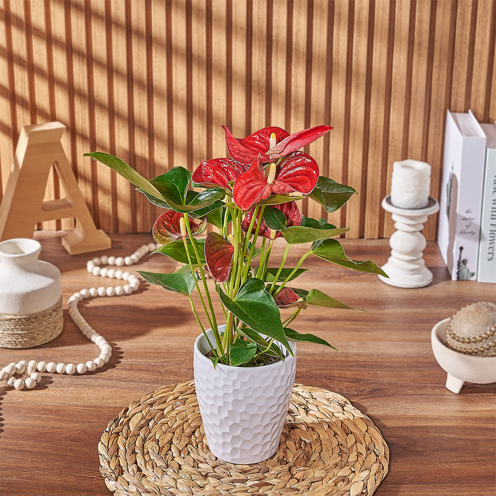 Natural Red Anthurium Plant – how the gift is presented
