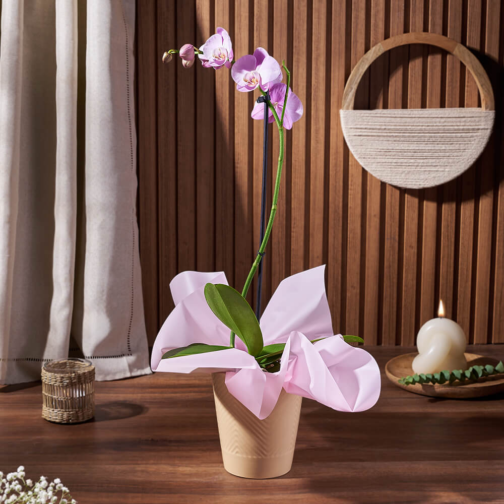 Purple Orchid Bloom Plant – how the gift is presented