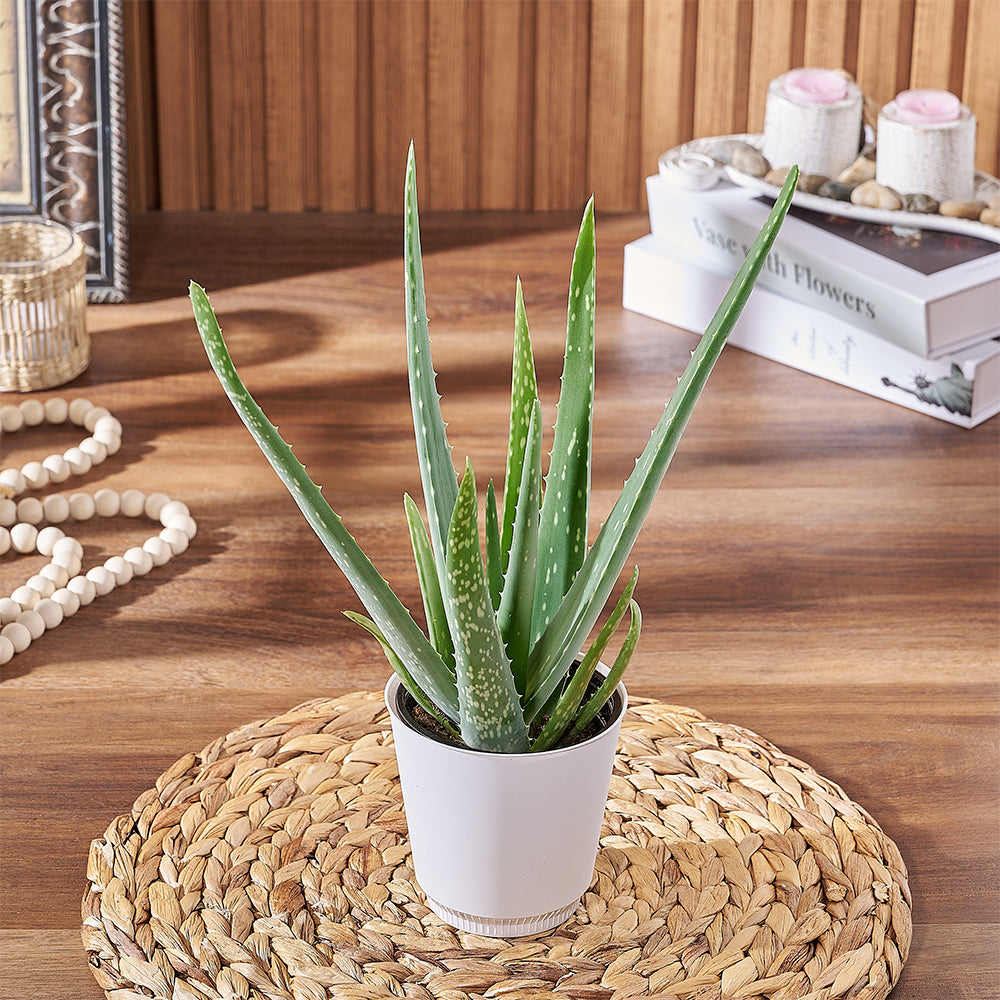 For a timeless gift, the Aloe Plant is a classic succulent gift for any occasion, Vermont delivery 