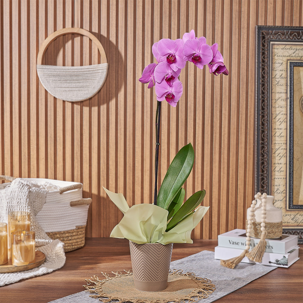 Indoor Pink Orchid in Ceramic Pot – how the gift is presented