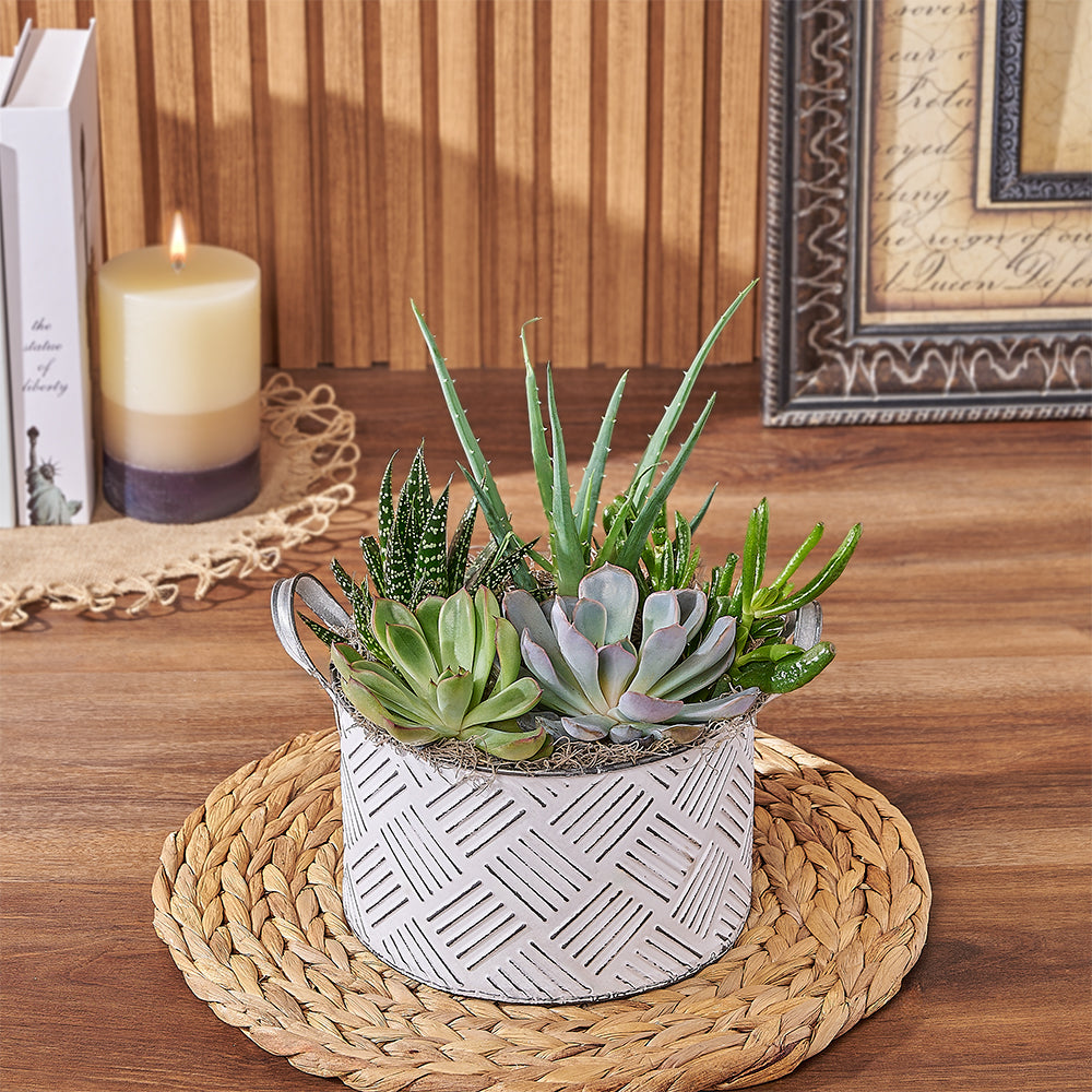 Succulent Variety Plant Planter – how the gift is presented