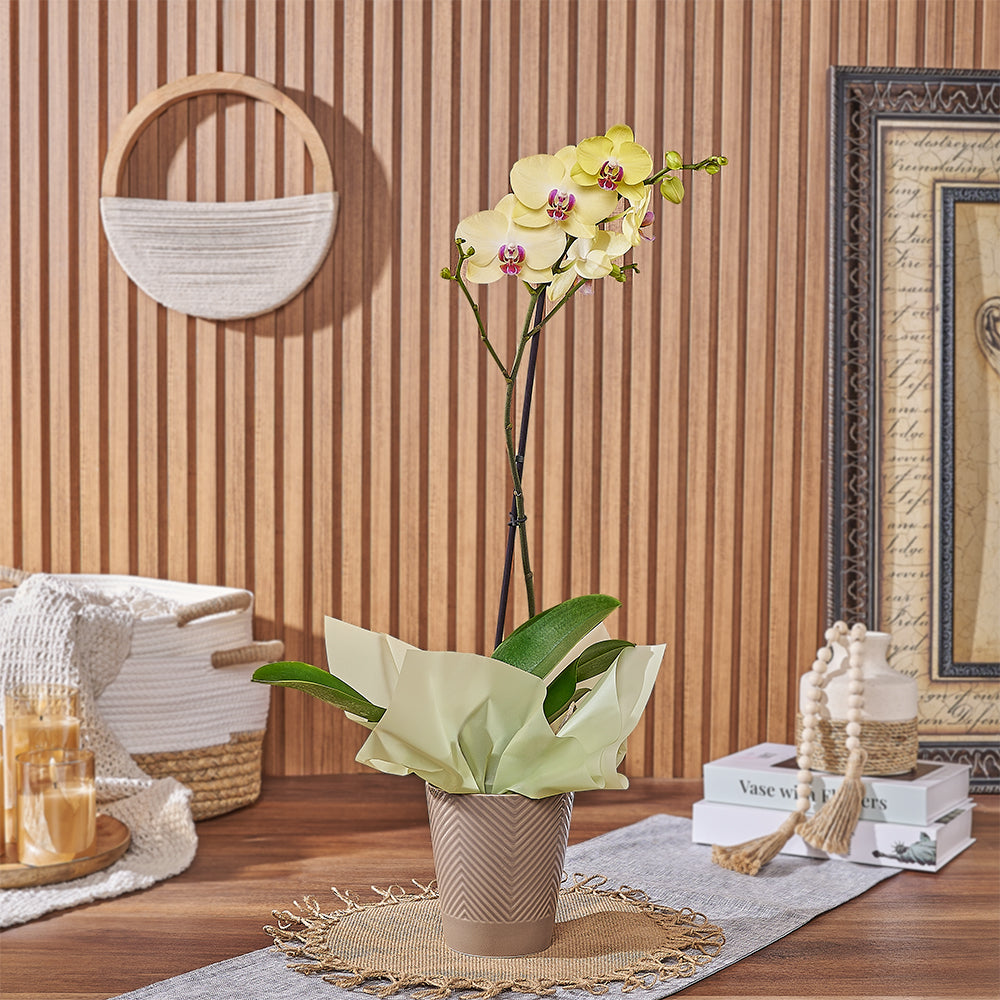 Phalaenopsis Orchid Floral Gift – how the gift is presented