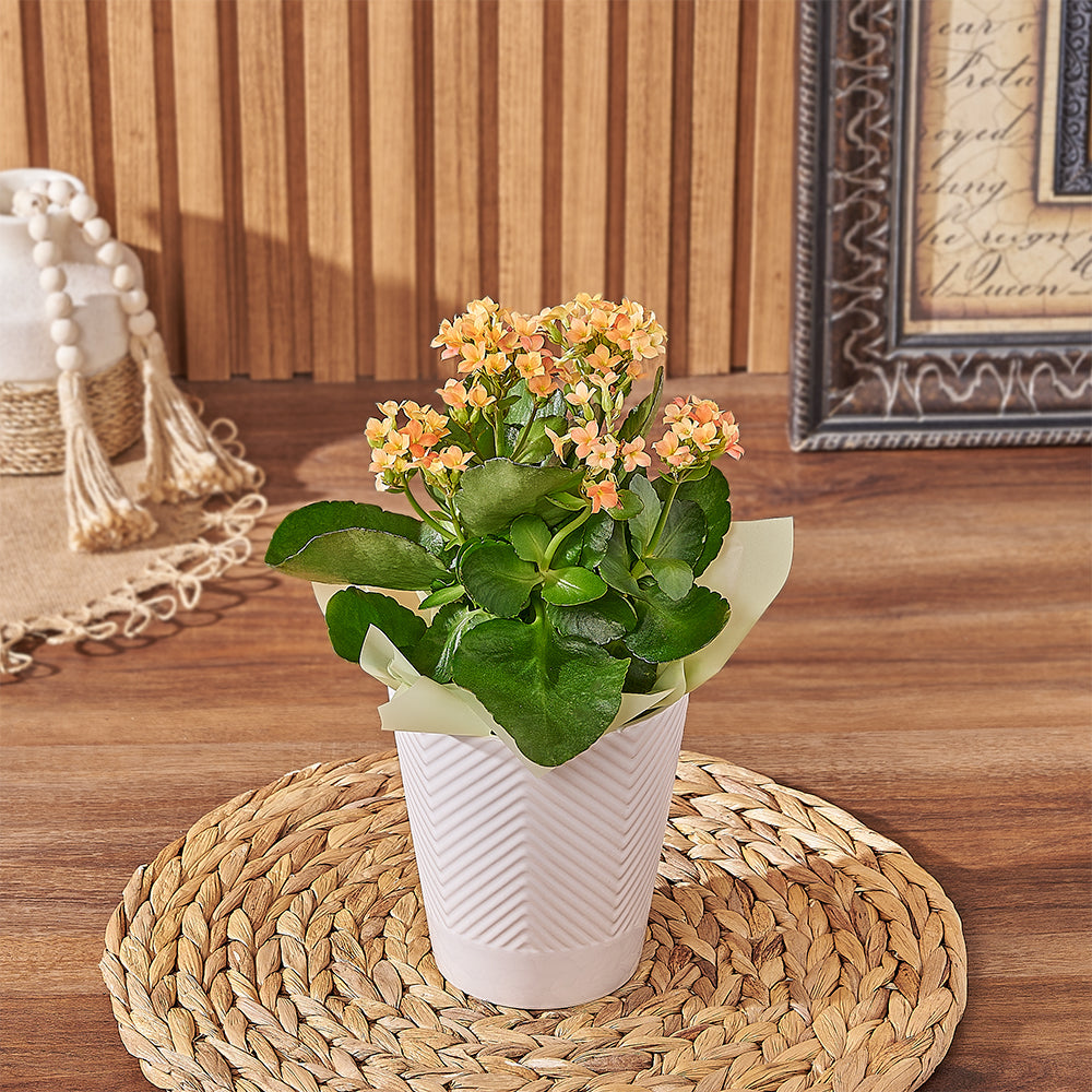 Vibrant Assorted Kalanchoe Potted Plant – how the gift is presented