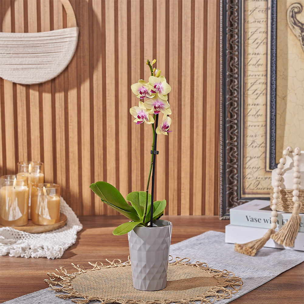 Compact Orchid with Ceramic Pot – how the gift is presented