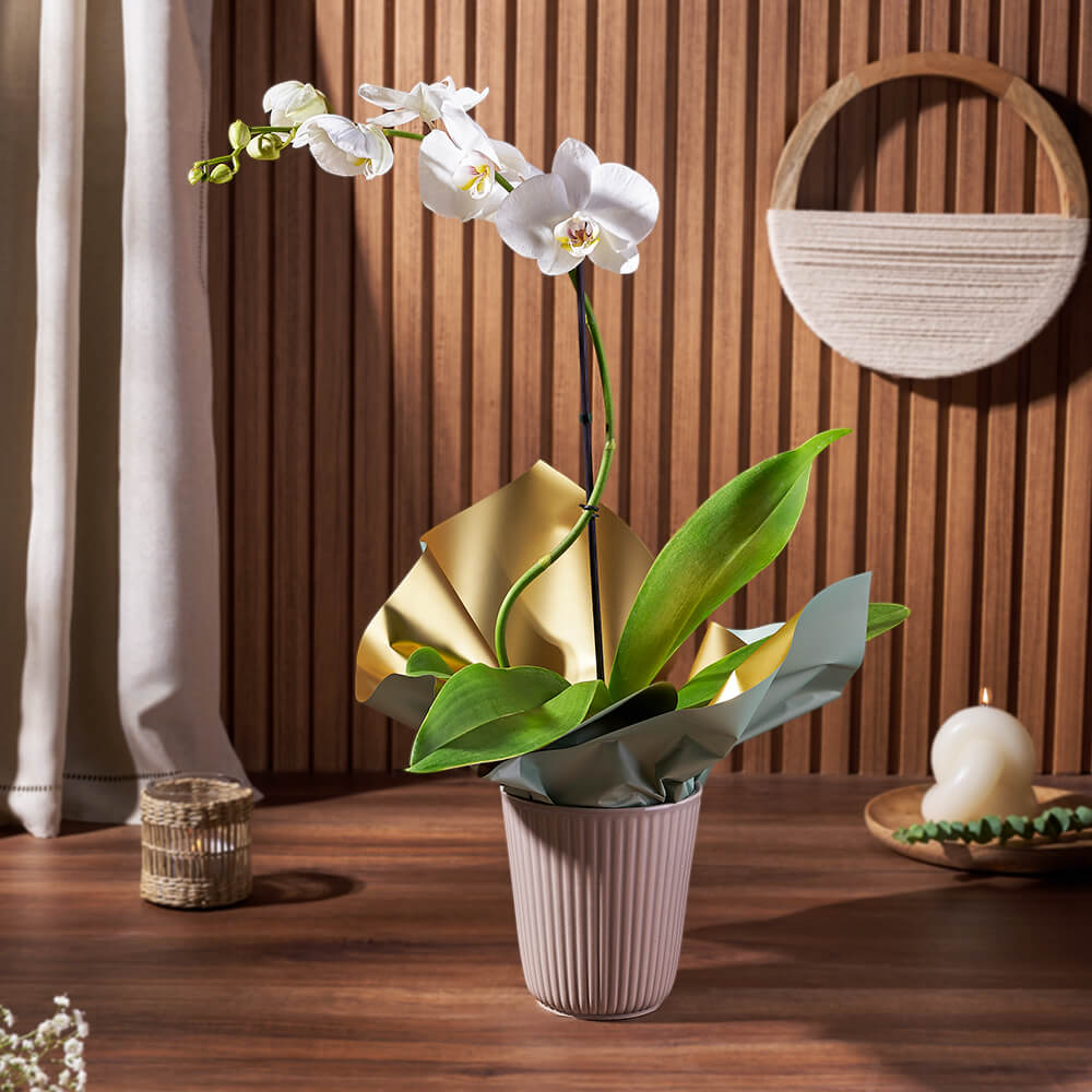 Phalaenopsis Orchid Plant, White, Potted in Ceramic, 5-Inch – how the gift is presented