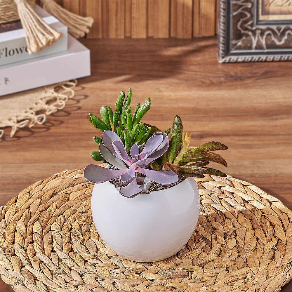 Round Pot Succulent Plant Gift – how the gift is presented