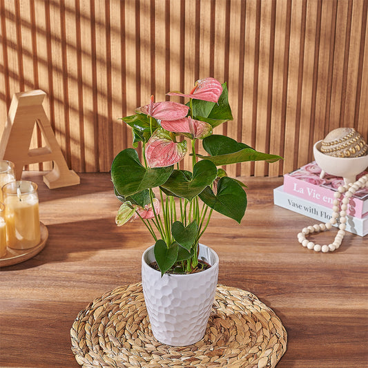 Custom Congratulations Gift Baskets - Pink Anthurium Plant