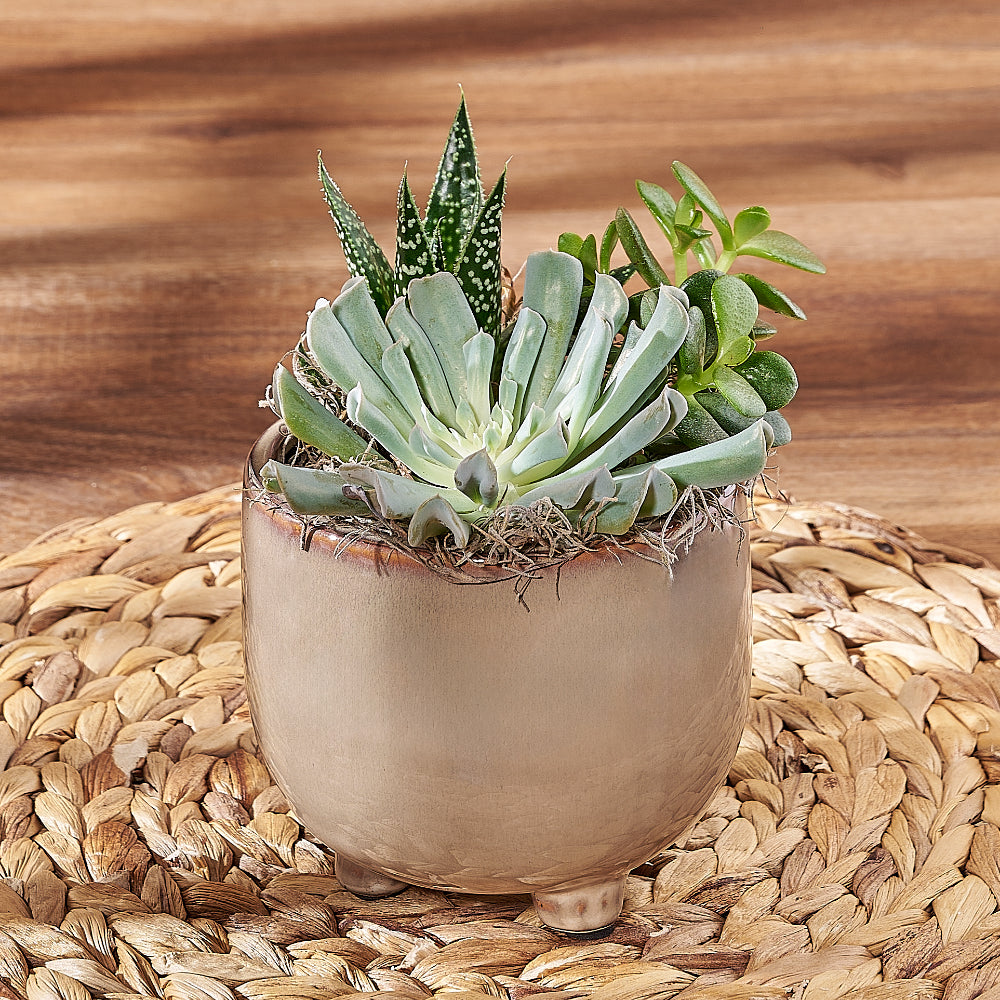 Trio Succulent Plant Gift – how the gift is presented