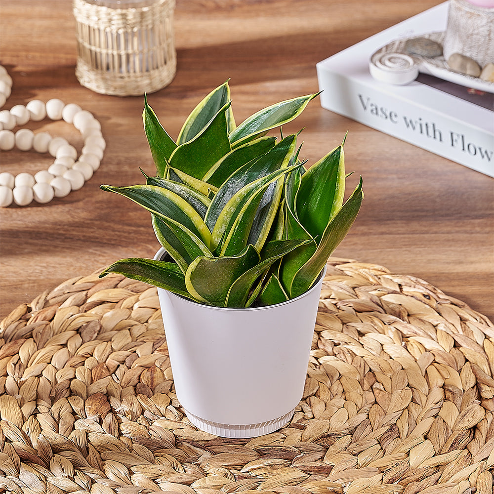 Plant Gift with Ceramic Pot – how the gift is presented
