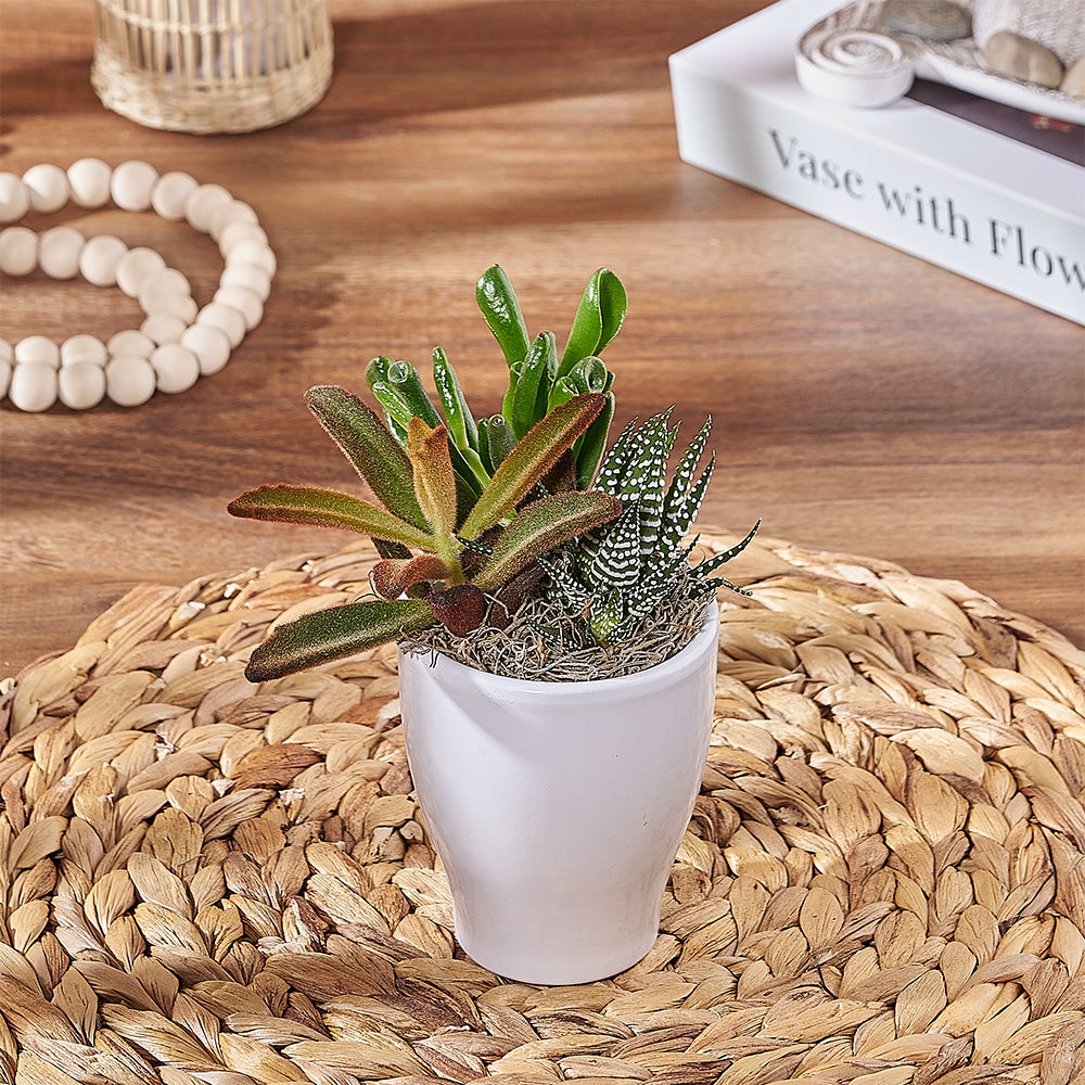 White Ceramic Succulent Gift – how the gift is presented