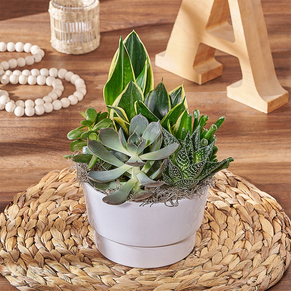 Succulent and Sansevieria Garden, Vermont – how the gift is presented