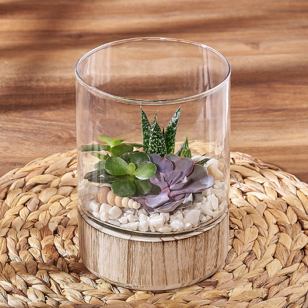 Succulent Garden Terrarium from Vermont Baskets - Plant Gift - Vermont Delivery