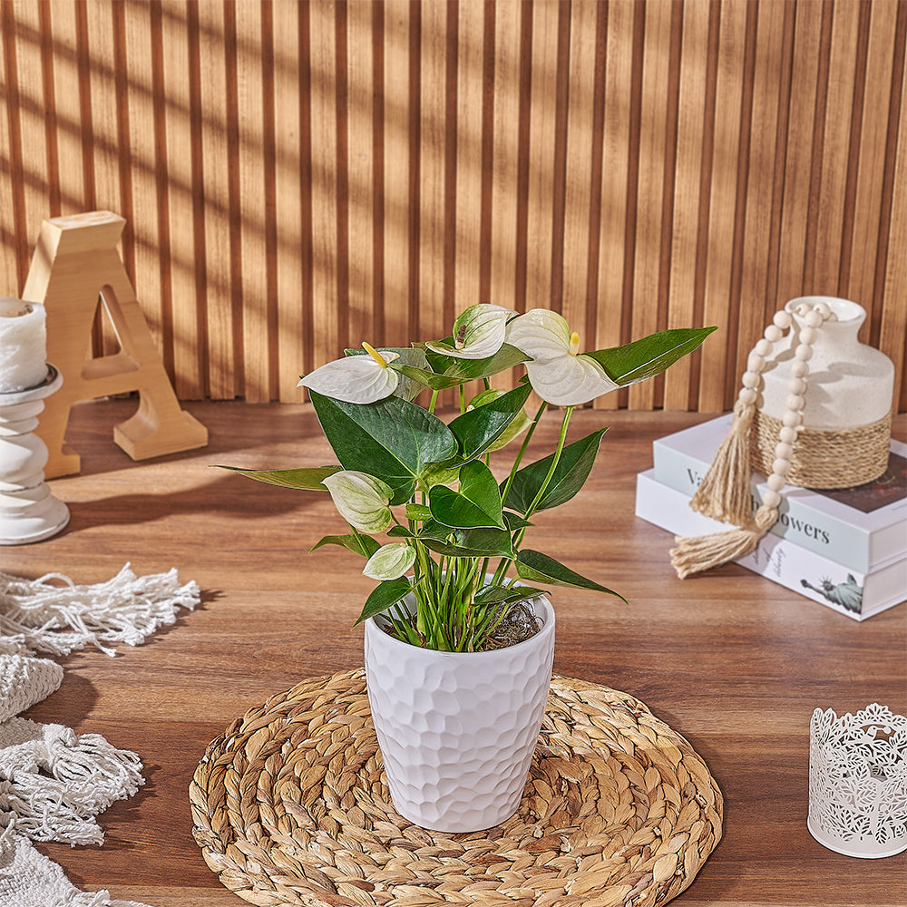 Send the White Anthurium Plant to anyone who loves a beautiful and natural plant gift, Vermont delivery 