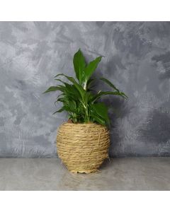 Oakridge Cast Iron Plant Gift, floral gift baskets, gift baskets, succulent gift baskets